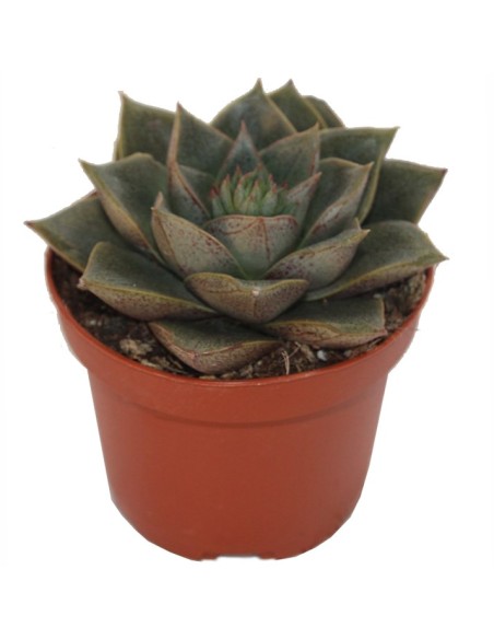 Echeveria Purpusorum (maceta 9 cm ø)
