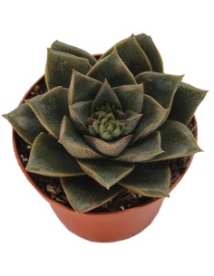Echeveria Purpusorum (maceta 9 cm ø) 2