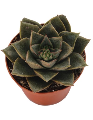 Echeveria cv. black river (test 12 cm ø)