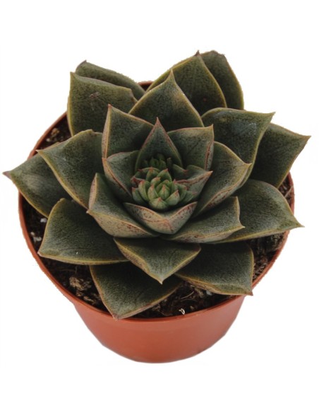Echeveria Purpusorum (vaso 9 cm ø)