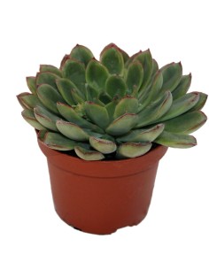 Echeveria Rondo (maceta 9 cm ø)