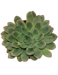 Echeveria Rondo (vaso 9 cm ø) 2