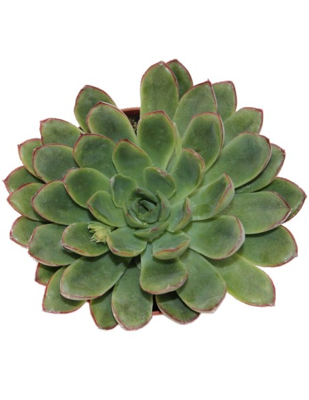 Echeveria Rondo (maceta 9 cm ø)