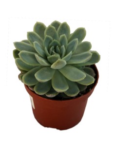 Echeveria cv. black river (test 12 cm ø)