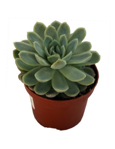 Echeveria cv. black river (test 12 cm ø)