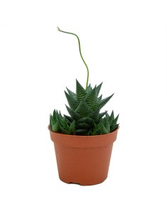Cactus Haworthia