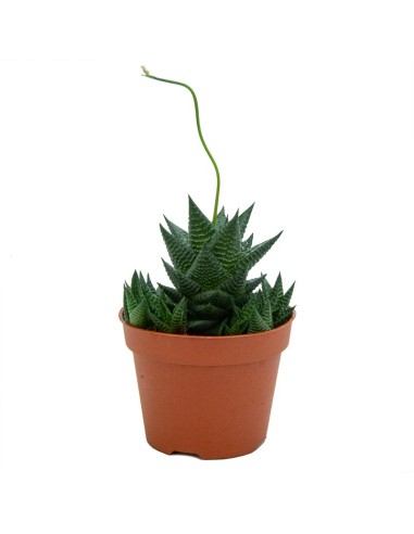Haworthia Limifolia (test 12 cm ø)