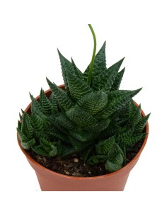 Haworthia Limifolia (maceta 12 cm ø) 2