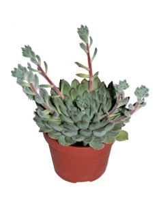 Echeveria Felipe Otero (pot 12 cm ø)