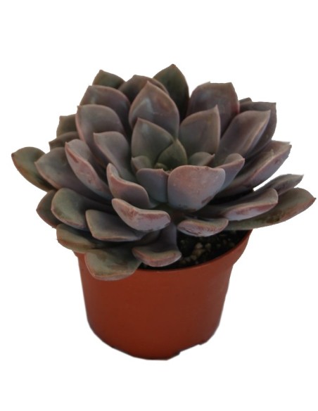 Graptoveria debbie (vaso 9 cm ø)