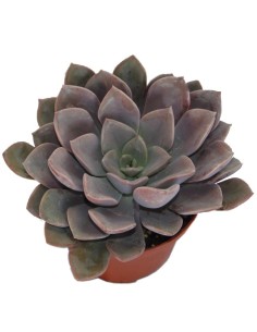 Echeveria cv. black river (test 12 cm ø) 2