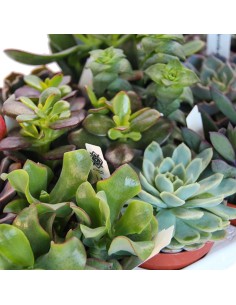 Bandeja planta crasa variada (maceta 9 cm ø) (18 unidades) 2