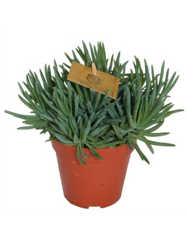 Ficus Robusta