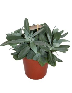Ficus Robusta