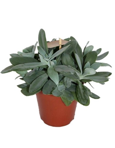 Senecio blau (test 12 cm Ø)