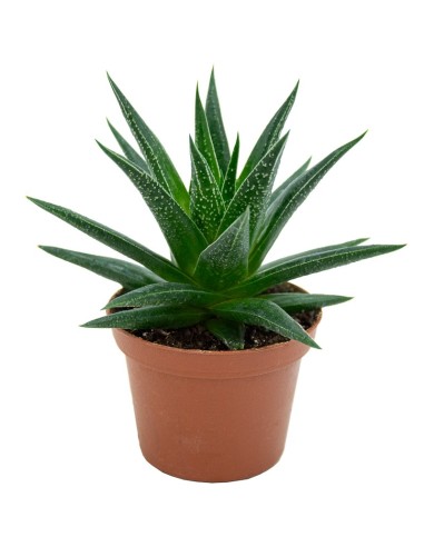Haworthia Herbacea (maceta 7,5 cm ø)