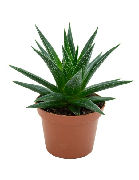 Haworthia Herbacea (maceta 7,5 cm ø)