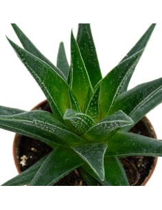 Haworthia Herbacea (maceta 7,5 cm ø) 2