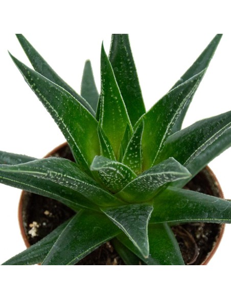 Haworthia Herbacea (maceta 7,5 cm ø)