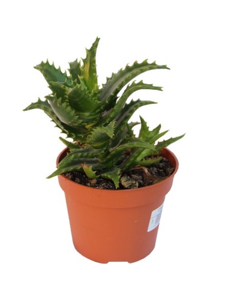 Aloe Nuda