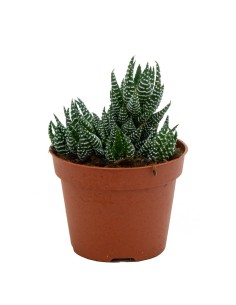 Haworthia reinwardtii (maceta 12 cm ø)