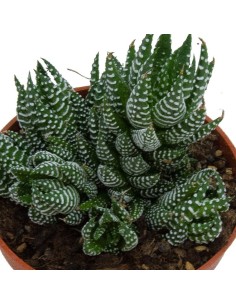 Haworthia reinwardtii (maceta 12 cm ø) 2