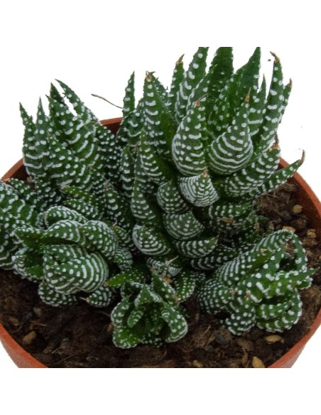 Haworthia reinwardtii (vaso 12 cm ø)