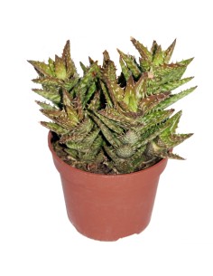 Aloe squarrosa