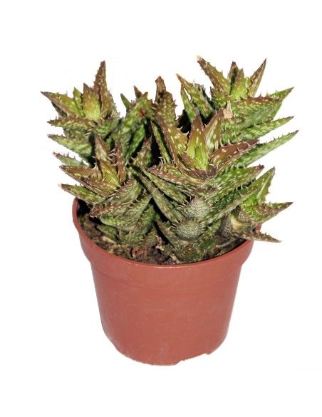 Aloe squarrosa