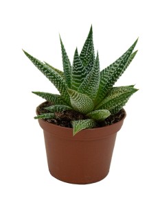 Haworthia Attenuata (maceta 7,5 cm ø)