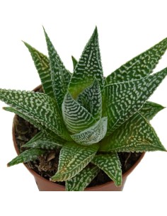 Cactus Haworthia 2