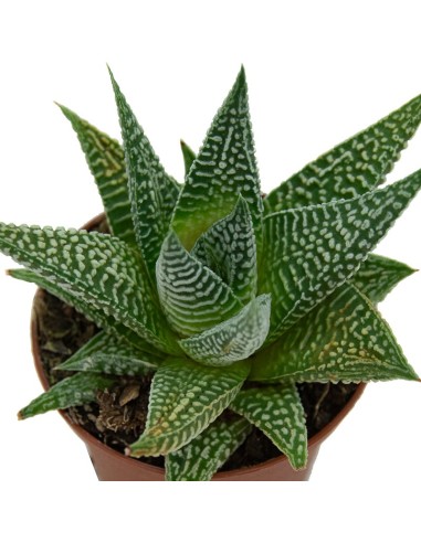 Haworthia Attenuata (test 7,5 cm ø)