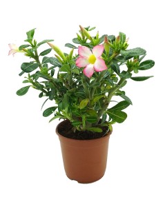 Rosa del desierto o Adenium obesum