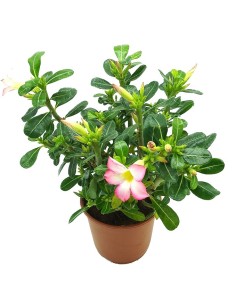Adenium obesum o rosa del desert  2