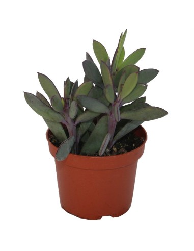 Senecio crassissimus