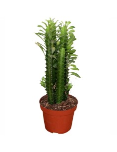 Aloe squarrosa (test 12 cm ø)
