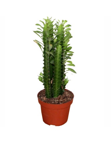 Aloe squarrosa (test 12 cm ø)