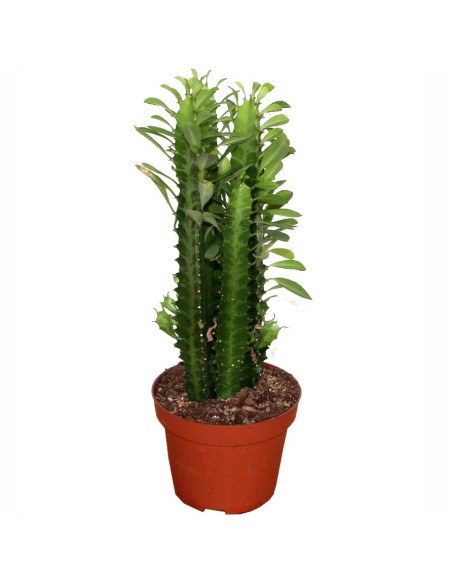Aloe squarrosa (test 12 cm ø)