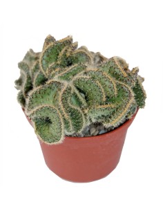 Cerebrito