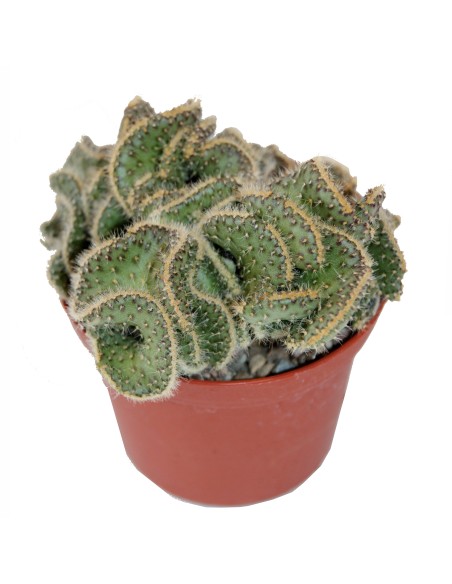 Mammillaria allongée cristatée