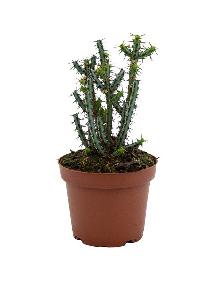 Euphorbia aeruginosa (test 13 cm ø)