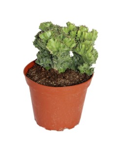 Euphorbia Lactea Cristata