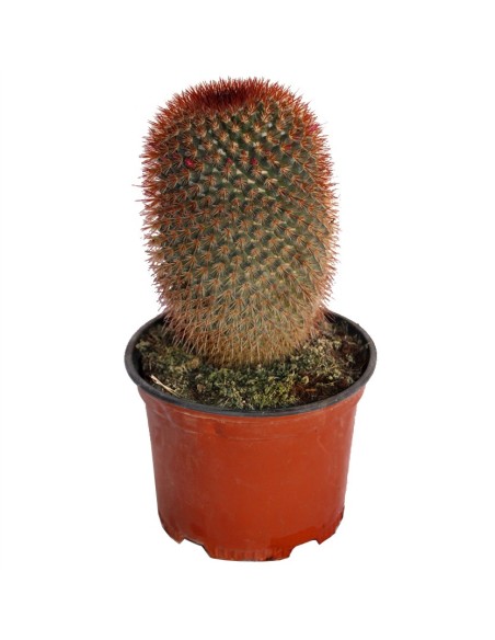 Mammillaria Spinosissima