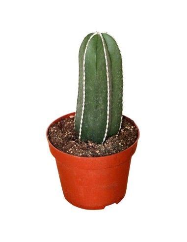Pachycereus marginatus
