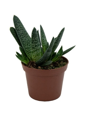 Gasteria verrucosa (test 7,5 cm ø)