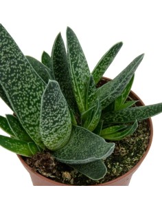 Cactus Haworthia 2