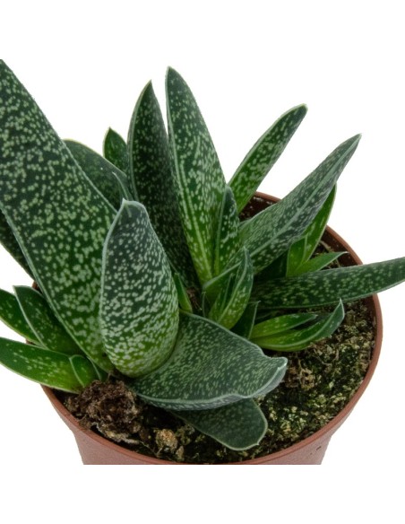 Gasteria verrucosa (test 7,5 cm ø)