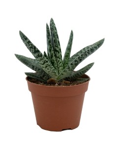 Gasteria disticha (maceta 12 cm ø)
