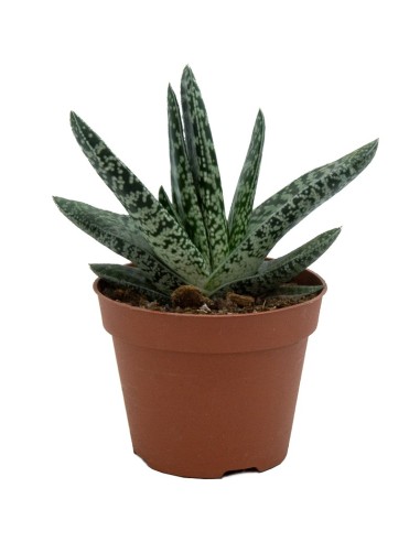 Gasteria disticha (maceta 12 cm ø)