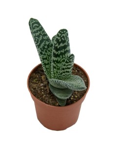 Cactus Haworthia 2